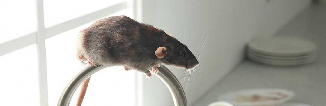 rats removal Cover Image